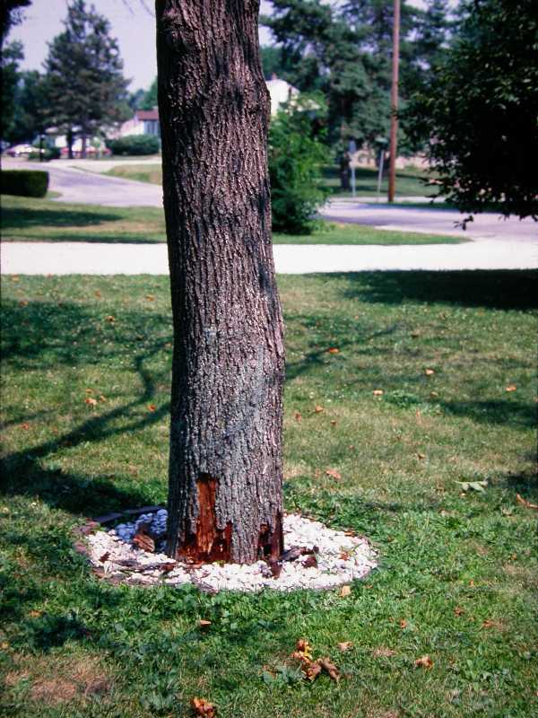 Tree planted too deeply