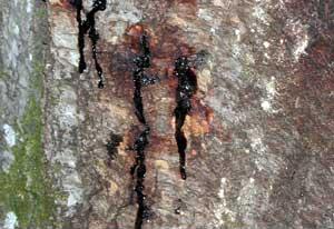Oozing wound on oak bark