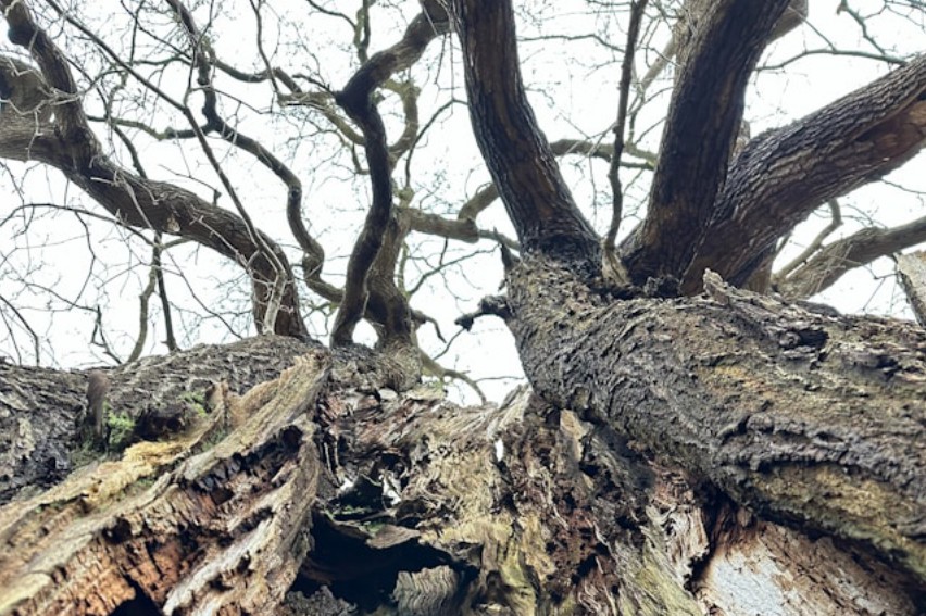 Looking up at decayed tree
