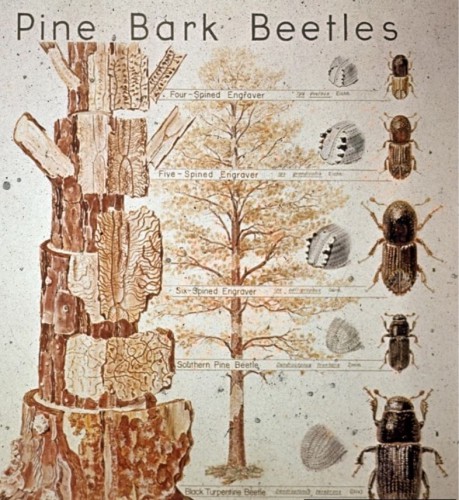 Bark beetle locations in tree