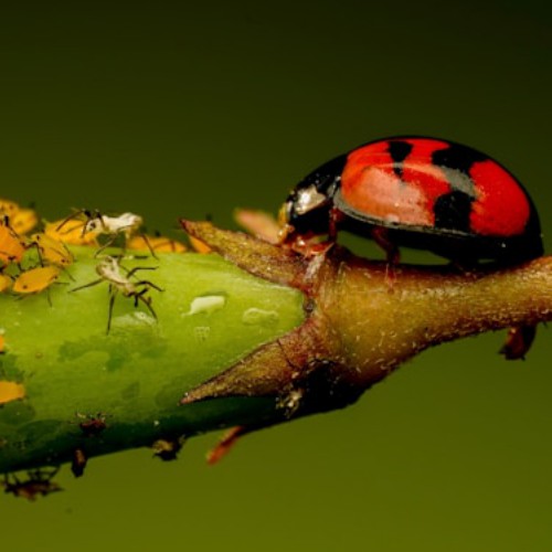 Lady bug eating aphids