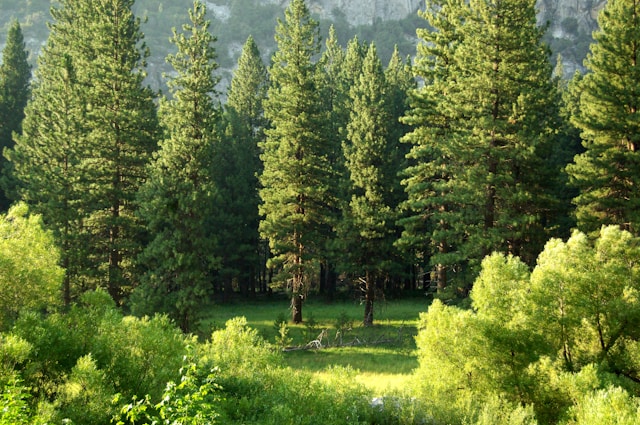Mountain landscape with evergreen conifer trees and deciduous broadleaf trees.