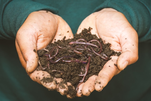 hands holding soil full of earth worms